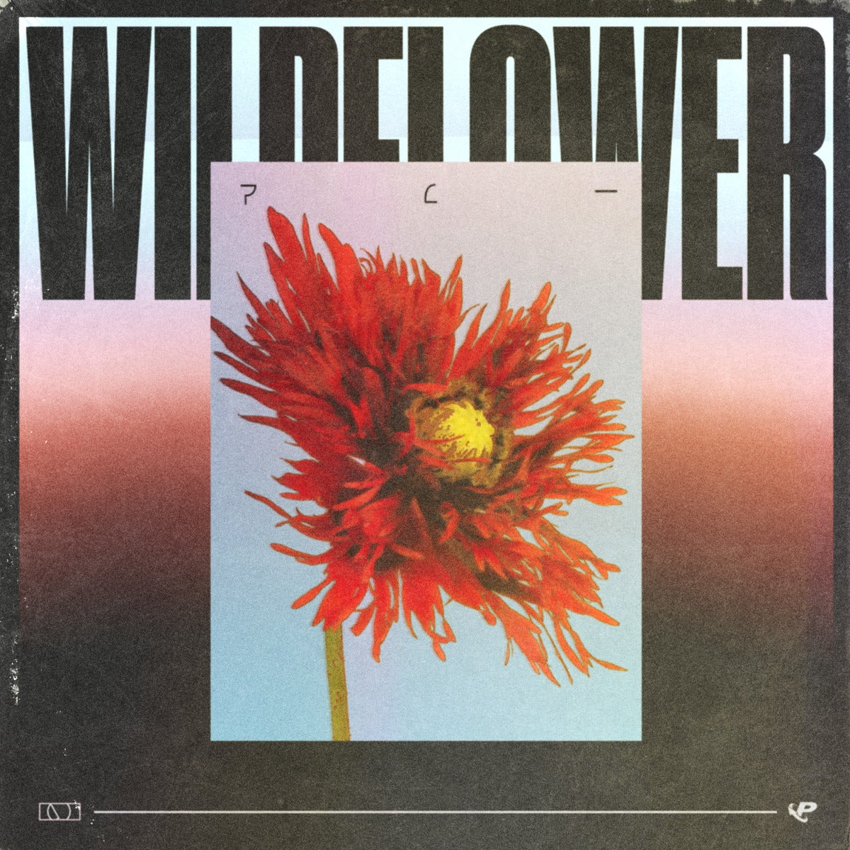 WILDFLOWER: Soulful Funk